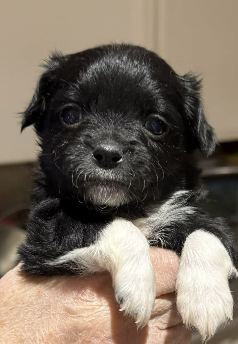 Paint with Puppies - Fundraiser - Our Pack Animal Rescue Photo