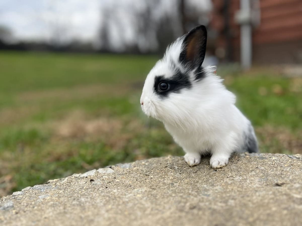 Paint with Bunnies & Chicks! Photo