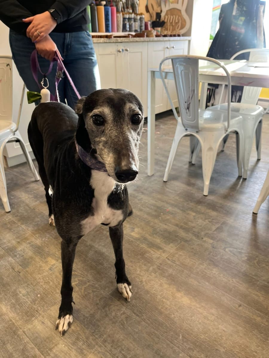 Painting with Greyhounds - Fundraiser Photo