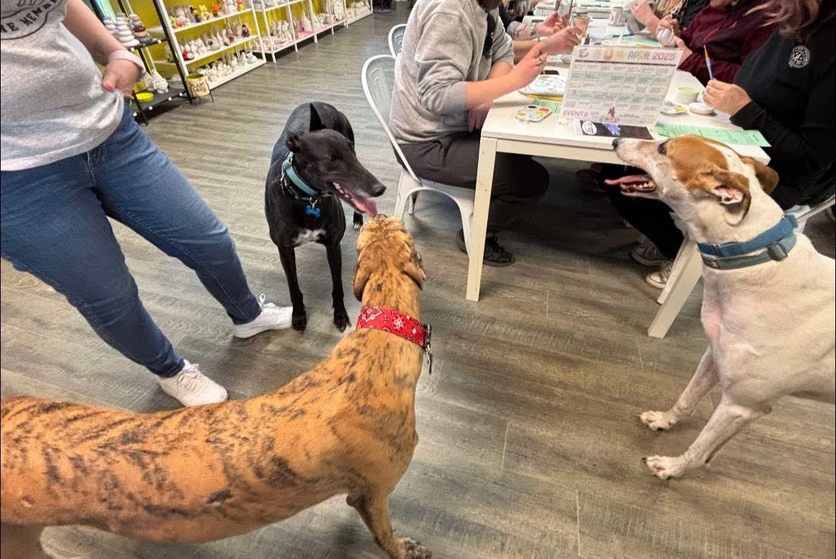 Painting with Greyhounds - Fundraiser Photo