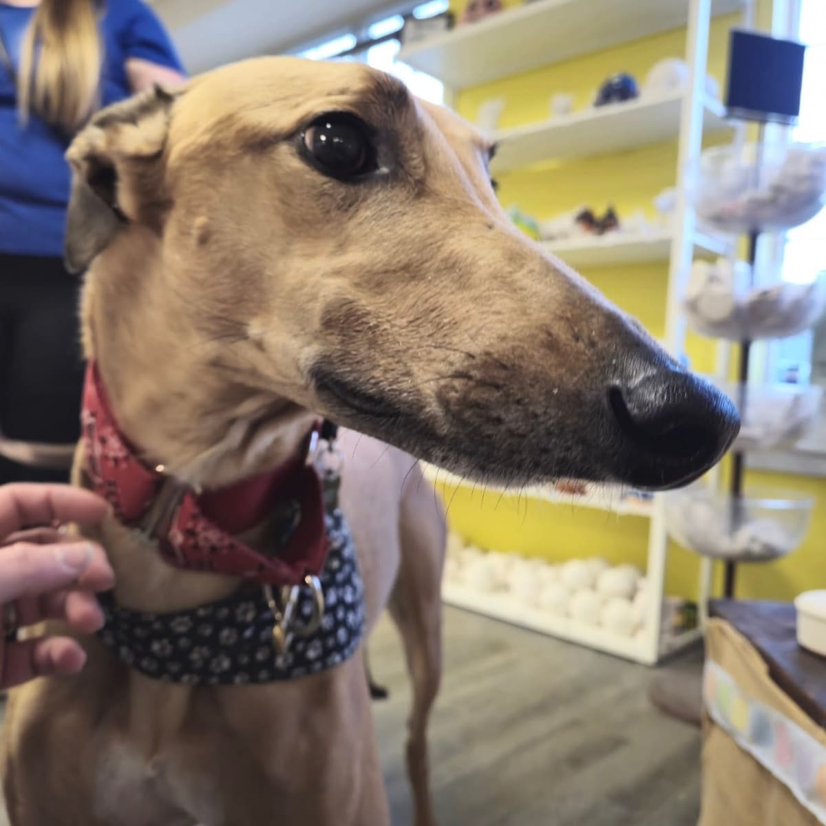 Painting with Greyhounds - Fundraiser Photo
