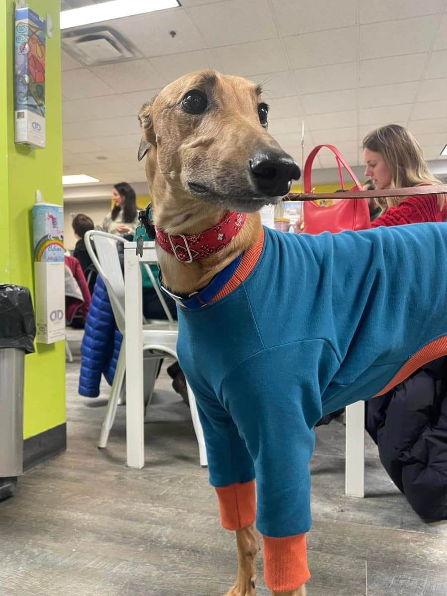 Painting with Greyhounds - Fundraiser Photo
