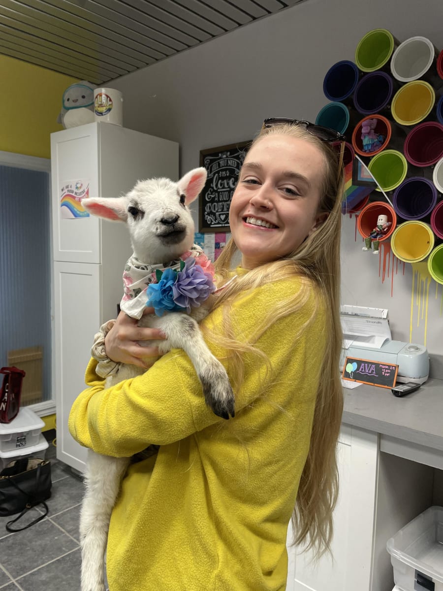 Paint with Baby Lambs Photo