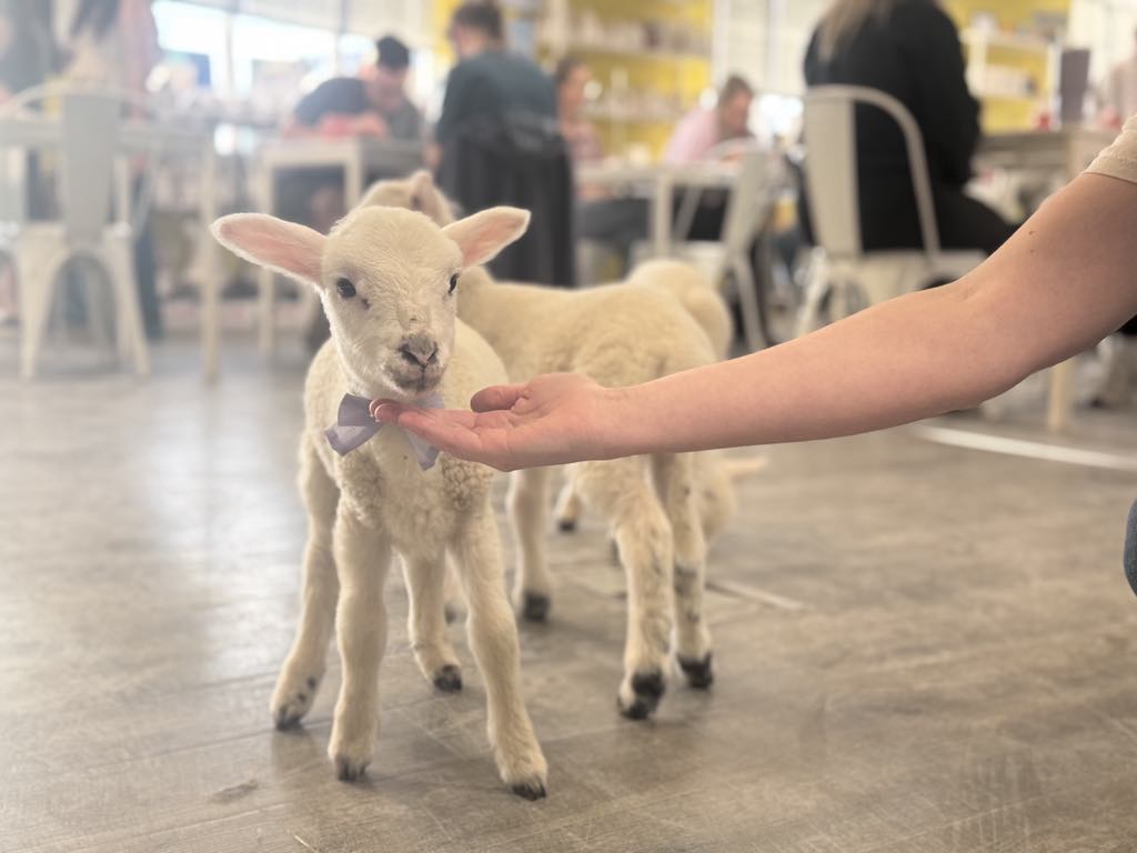 Paint with Baby Lambs Photo