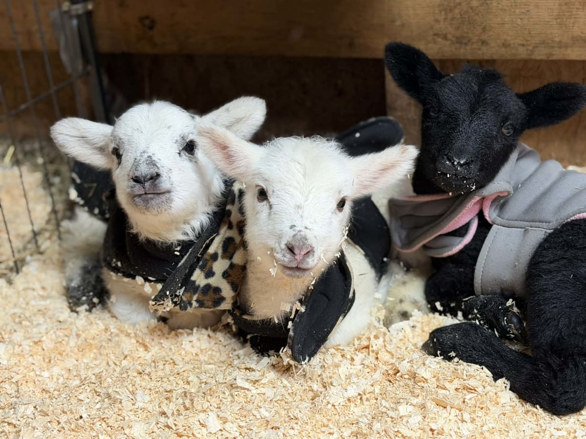 Paint with Baby Lambs Photo