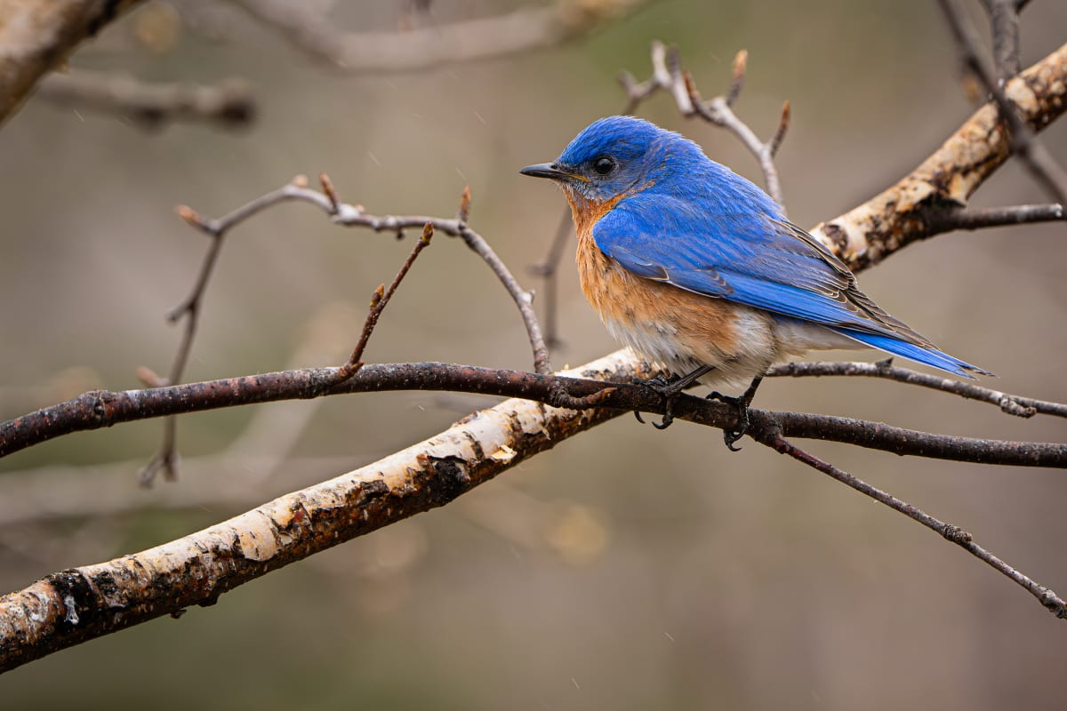 Photography Summer Camp: Wildlife and Nature Close to Home Photo