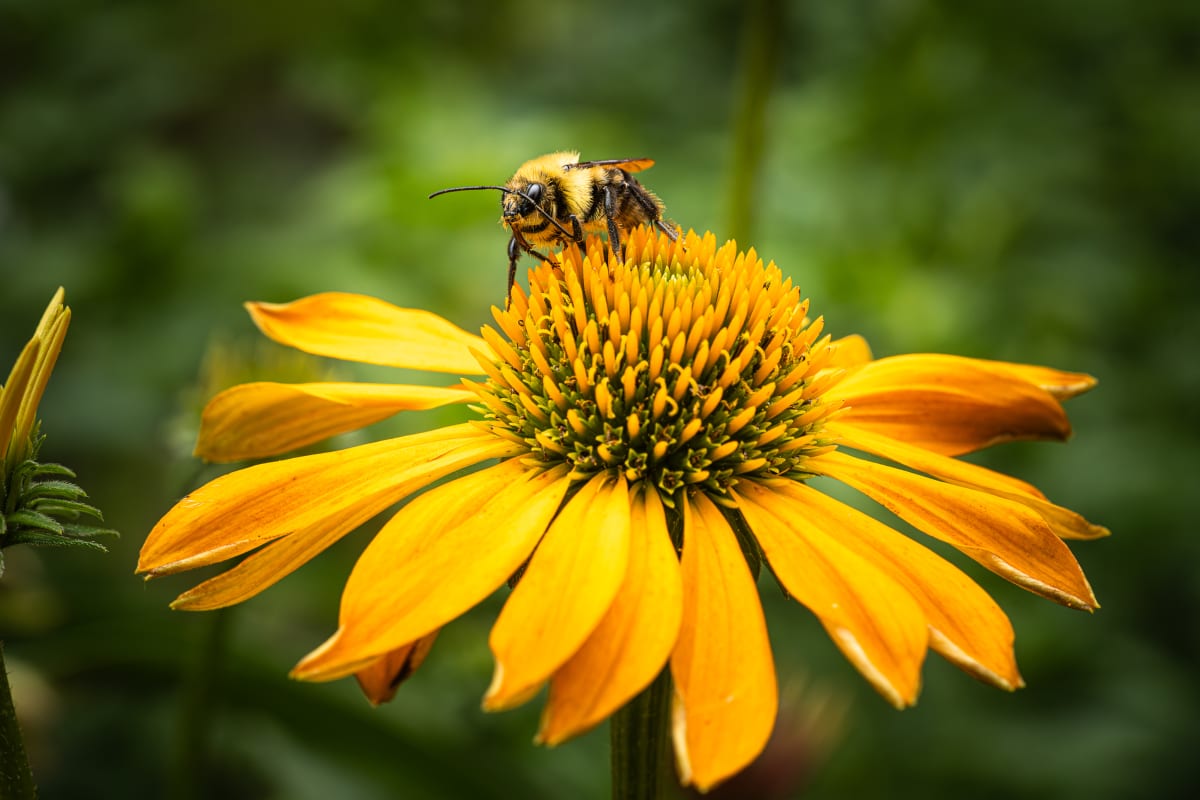 Photography Summer Camp: Wildlife and Nature Close to Home Photo