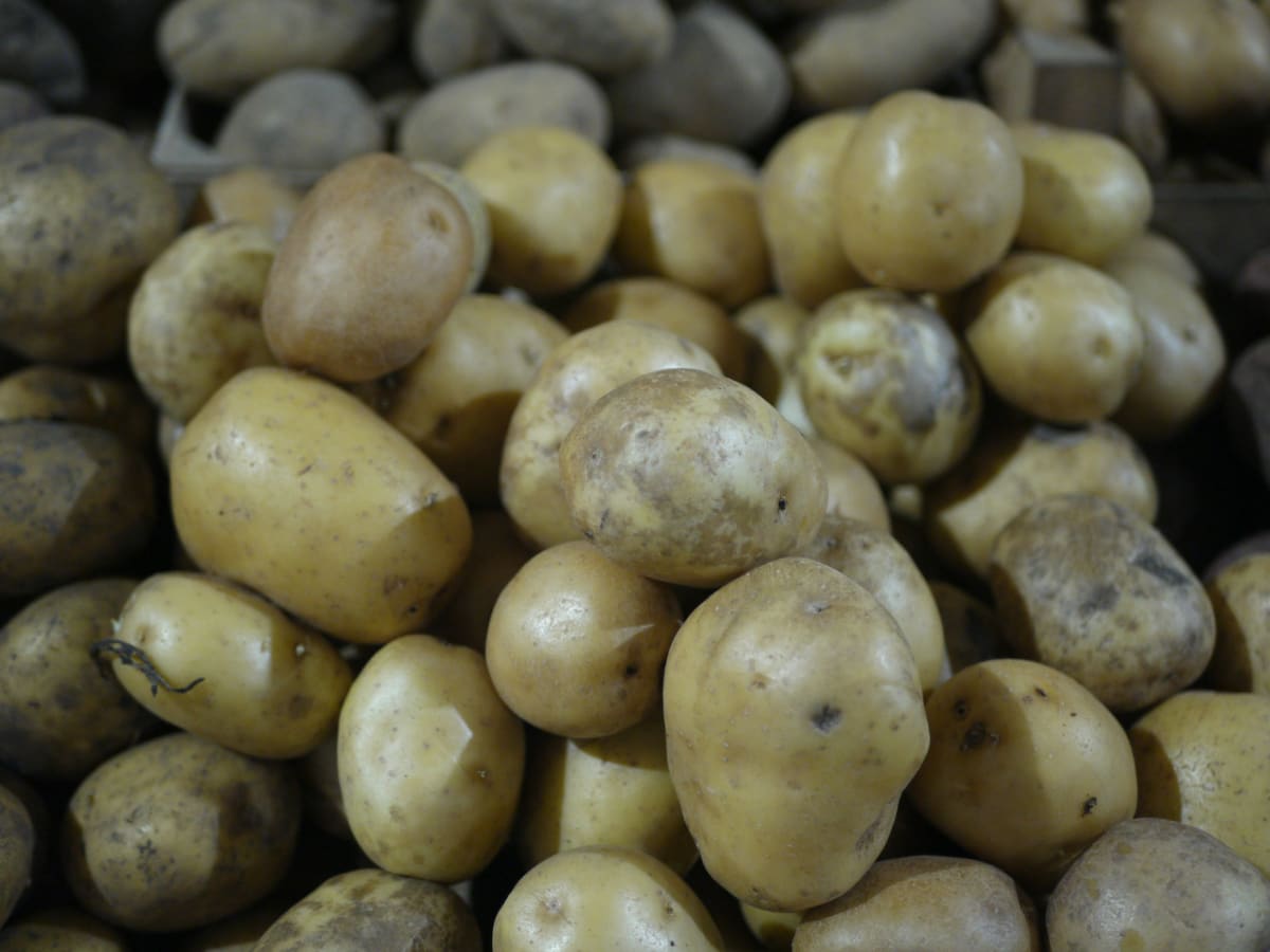 Potato Gnocchi, Pesto Cream $125.00 per person [all fees & taxes included] - (2026) Photo