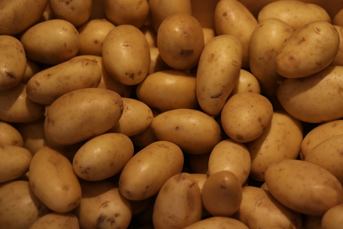 Potato Gnocchi & Pesto Cream $125.00 per person [all fees & taxes included] - (2026) Photo