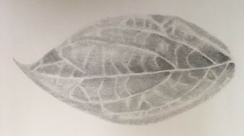 Drawing 101 Foundations: Learn to See & Draw 101 (Ages 16+) Walled Lake Photo