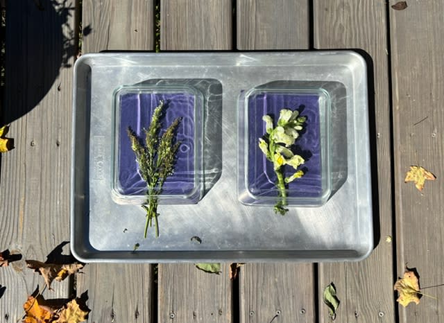 Intro to Cyanotype: The Art & Science of Printing with Light (Adults & Ages 8+) Photo