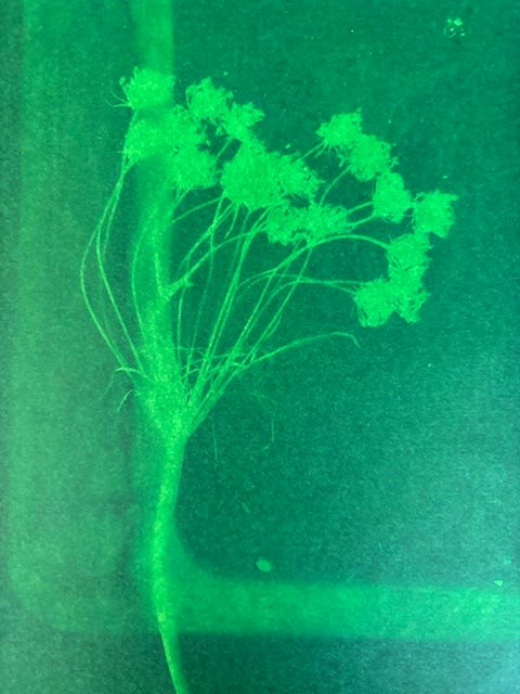 Intro to Cyanotype: The Art & Science of Printing with Light (Adults & Ages 8+) Photo