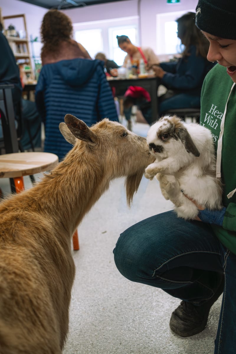 Pottery Painting with Goats & Bunnies at County Creative Photo