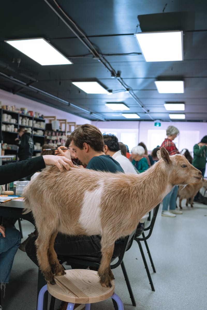 Pottery Painting with Goats & Bunnies at County Creative Photo