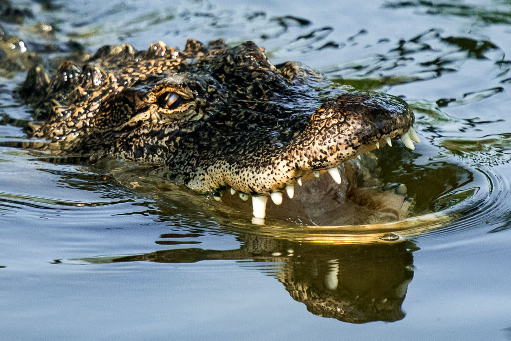 WOW! - Wildlife Photo Safari Photo