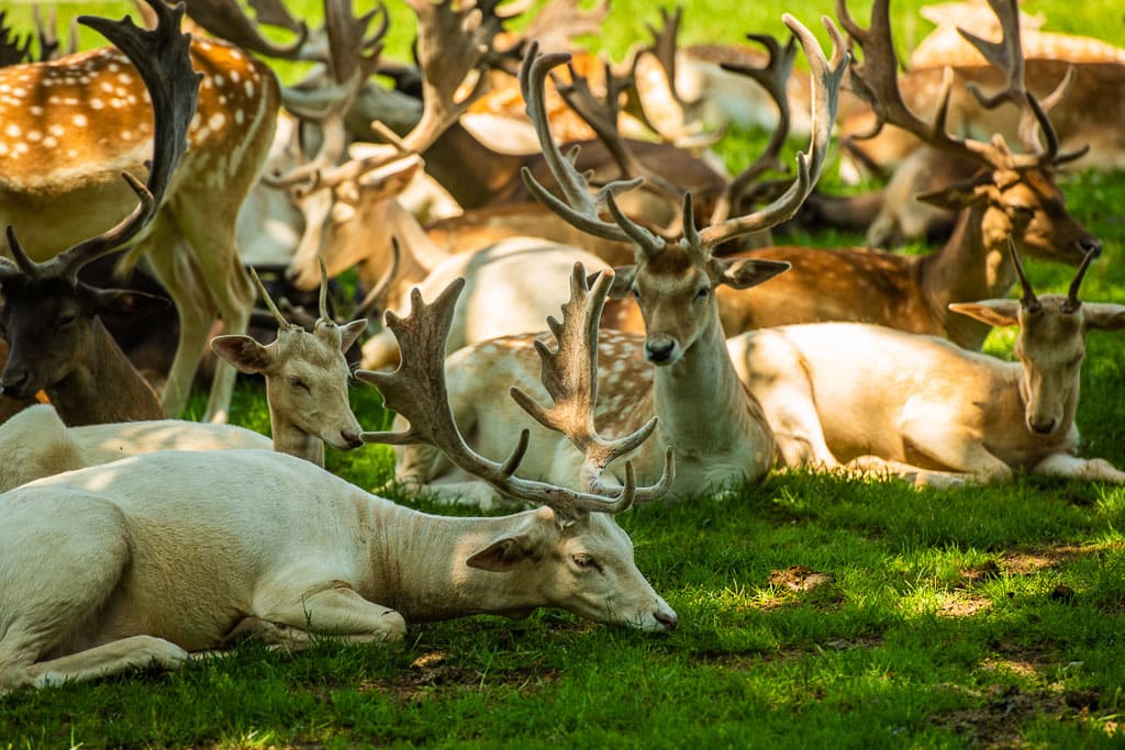 WOW! - Wildlife Photo Safari Photo