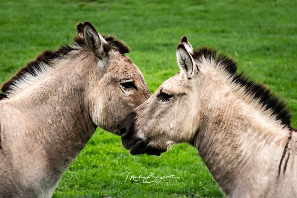 WOW! - Wildlife Photo Safari Photo