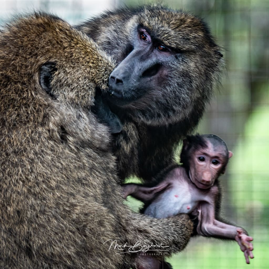 WOW! - Wildlife Photo Safari Photo