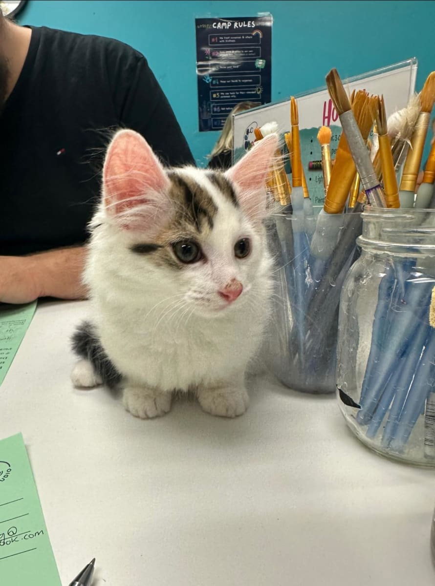 Painting with Kittens - SPCA Fundraiser Photo