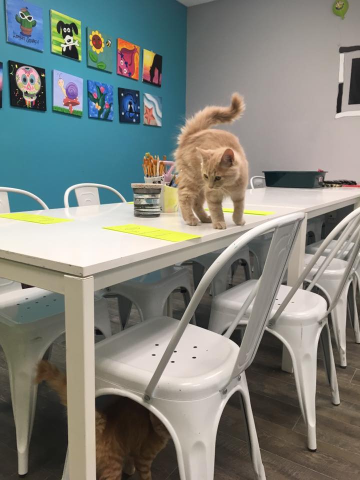 Painting with Kittens - SPCA Fundraiser Photo