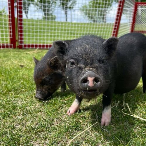 Paint with Piglets 🐷  | Sat, July 18th 1:00-3:00pm Photo