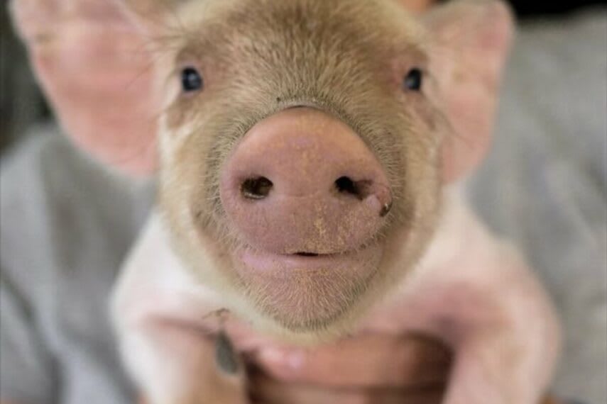 Paint with Piglets 🐷  | Sat, July 18th 1:00-3:00pm Photo
