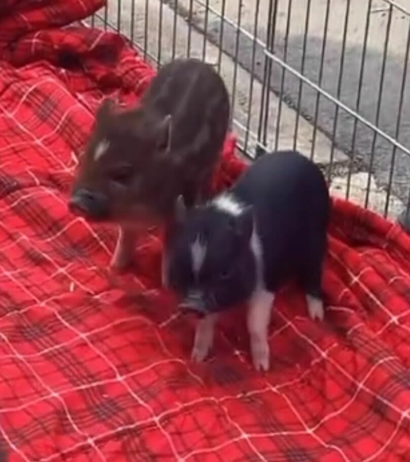 Paint with Piglets 🐷  | Sat, July 18th 1:00-3:00pm Photo