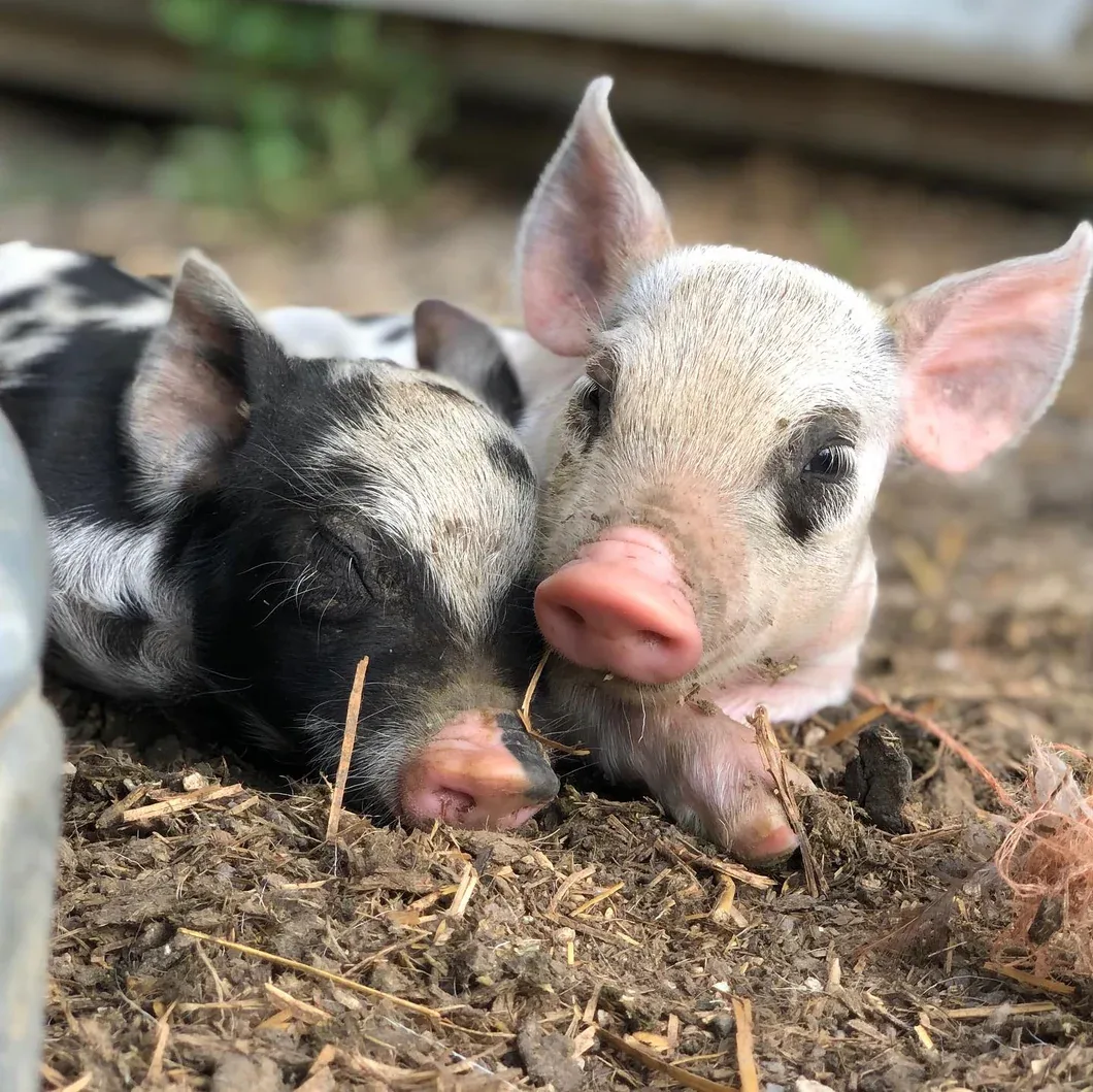 Paint with Piglets 🐷  | Sat, July 18th 1:00-3:00pm Photo