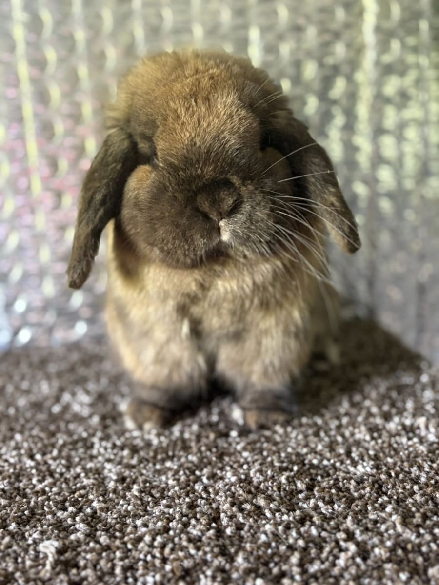 Paint with Bunnies & Piglets! Photo