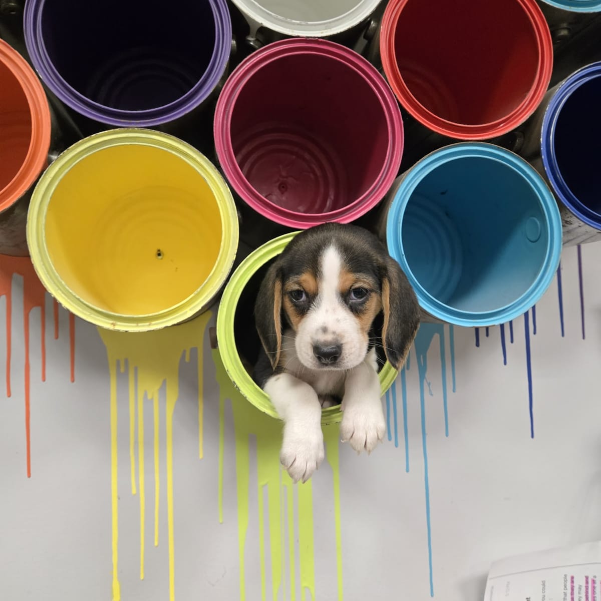 Paint with Puppies (SPCA) Photo