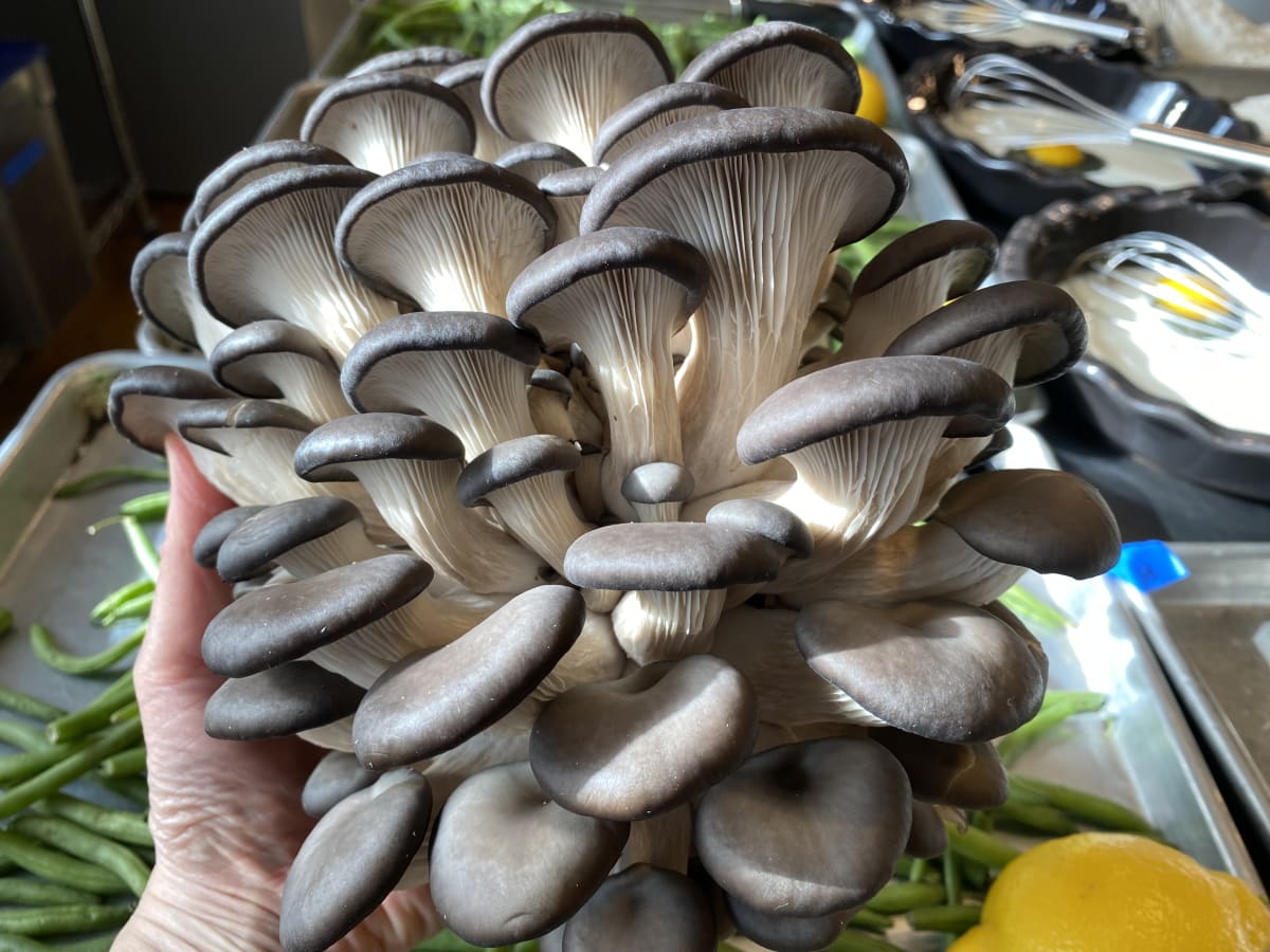 Hands-On Fire and Fungi: Grilled Mushroom Feast Photo