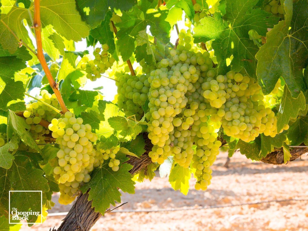One Grape, Endless Pairings: Discovering Chardonnay Photo