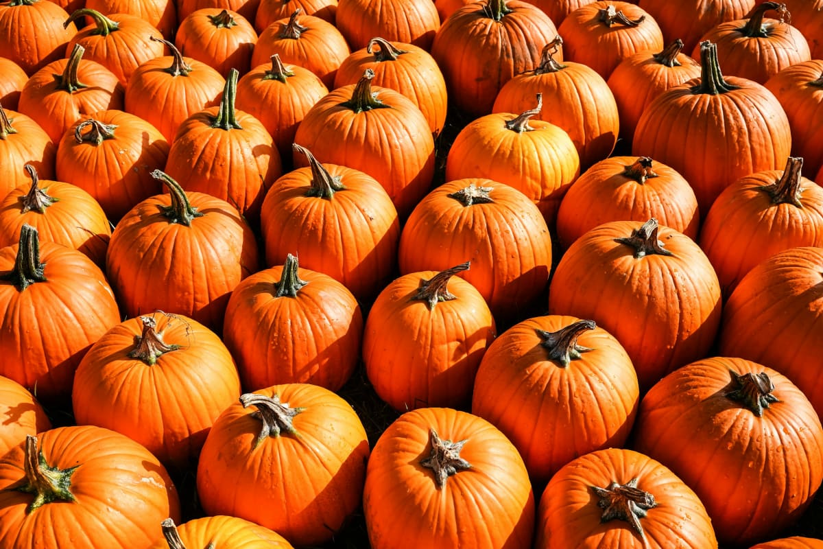 **NEW CLASS** Pumpkin Gnocchi & Walnut Cream $105.00 per person [all fees & taxes included] - (2026) Photo