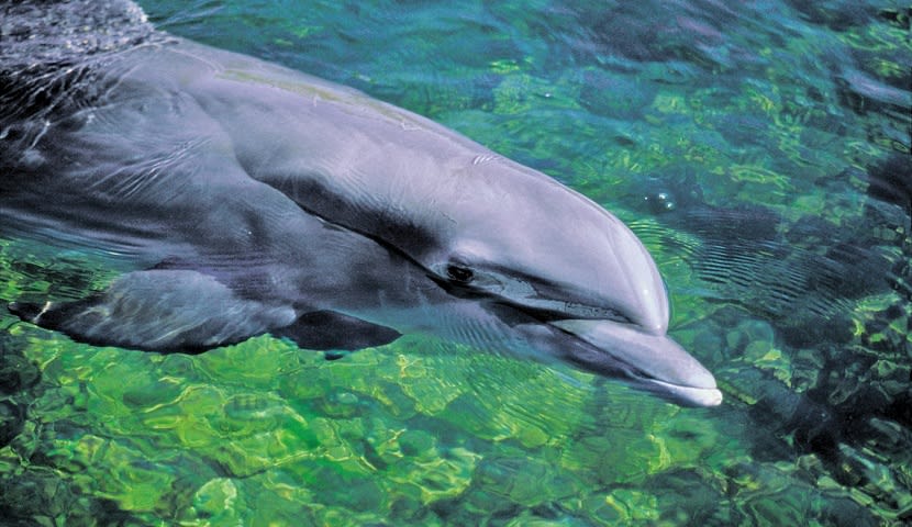 Dolphin