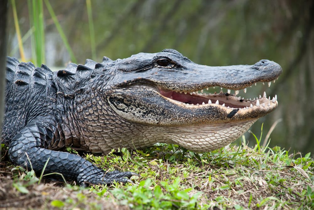 Crocodile Everglades