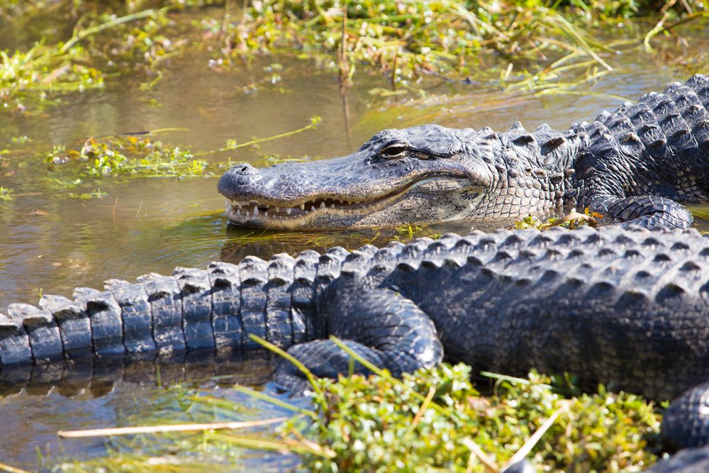 Everglades