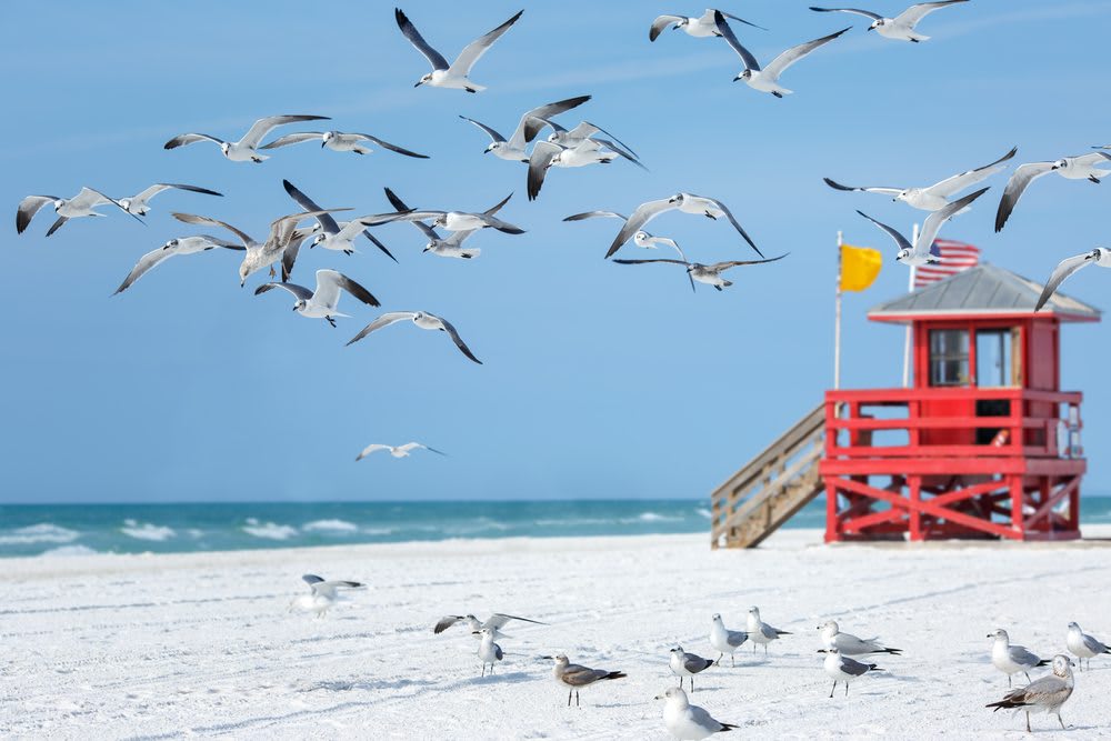 Exploring Floridian Beauty: Bird Key