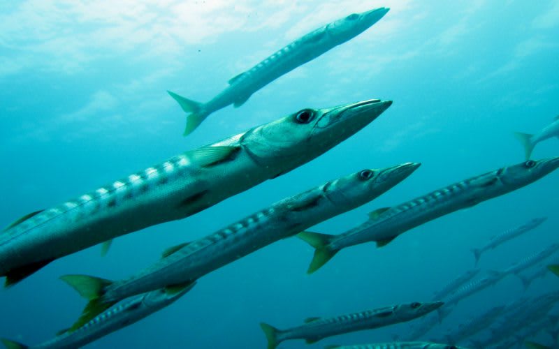 barracuda fish in the keys