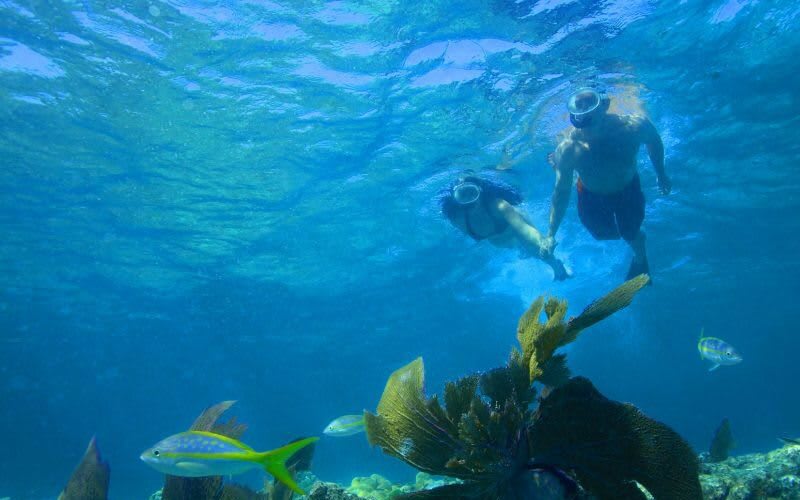 Snorkeling - Key West