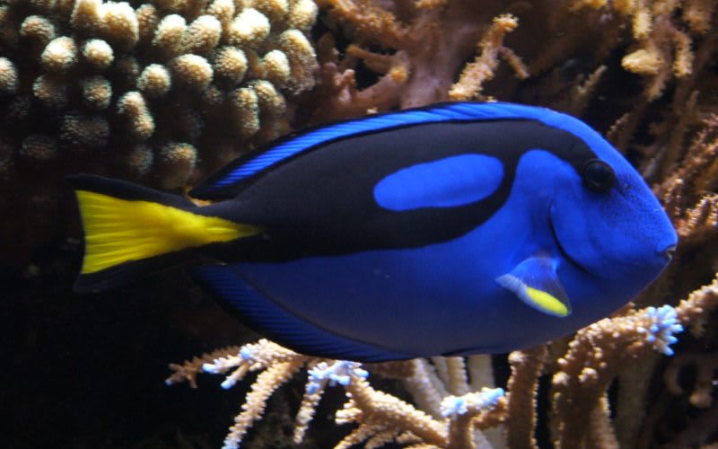 blue tang fish in the keys