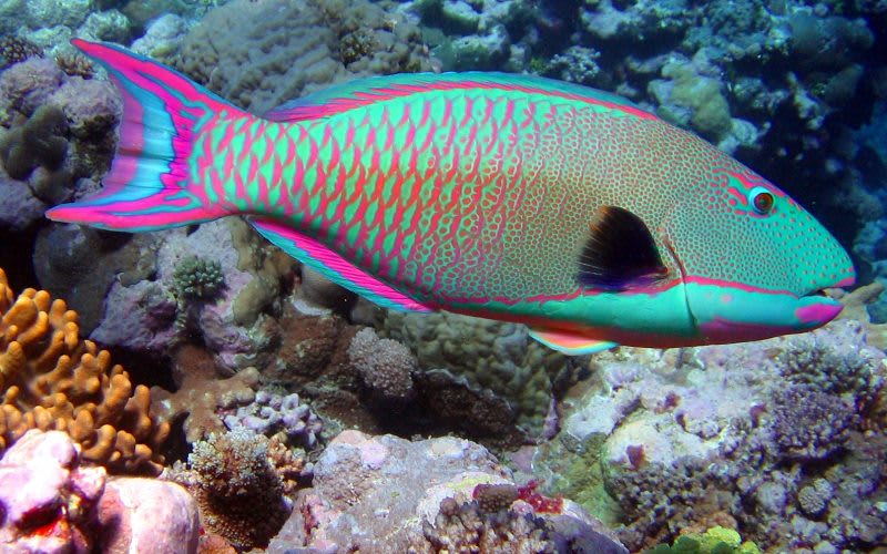 parrot fish in the keys