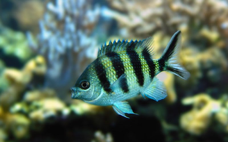 sergeant major fish in the keys