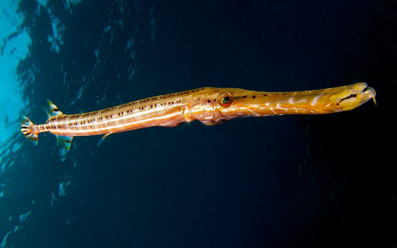 trumpet fish in the keys