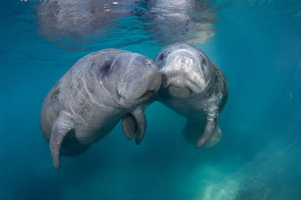 Diving with manatees in Florida