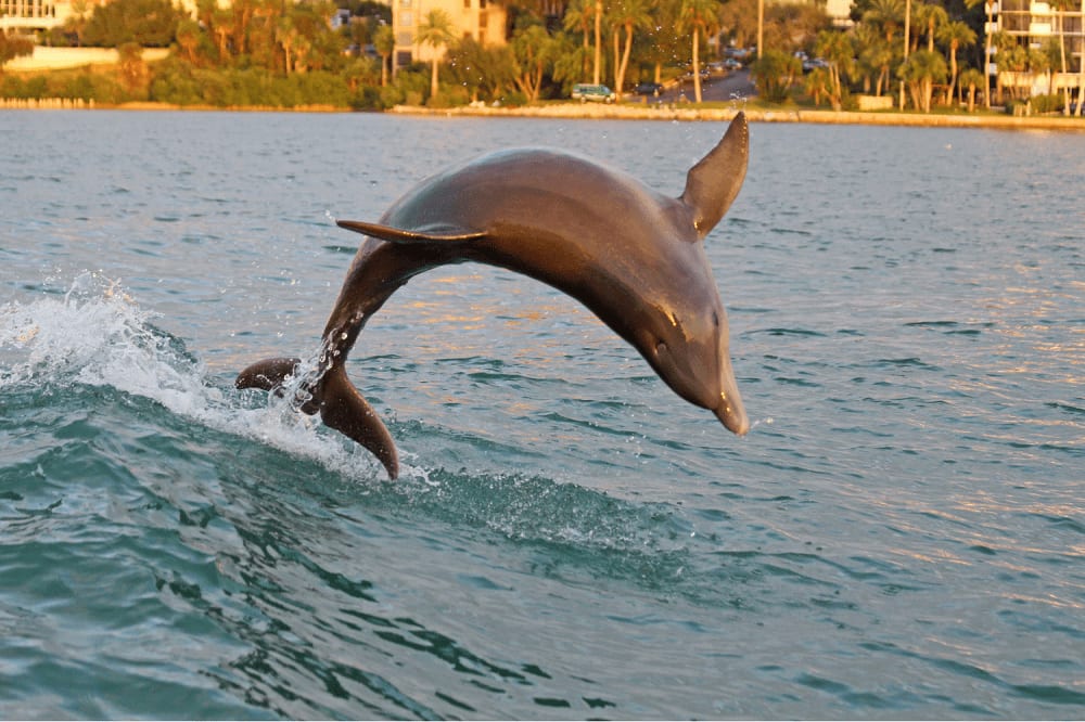 Dolphin watching in Florida