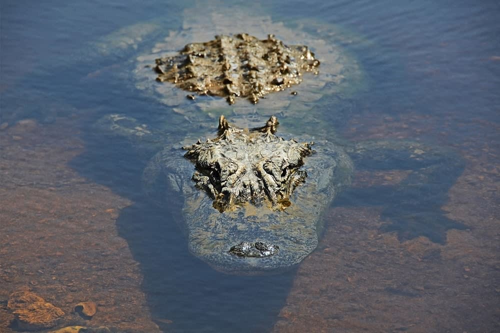 A Florida alligator