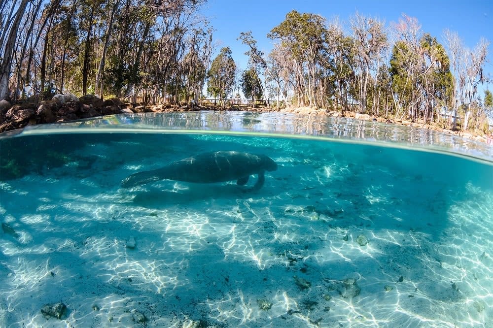 Meeting manatees at Crystal River Florida