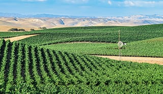 Wine Valley