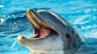 Clearwater image