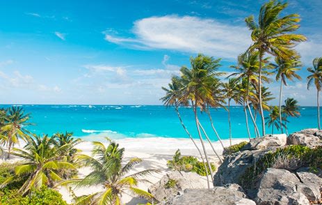 Barbados beach with palm trees